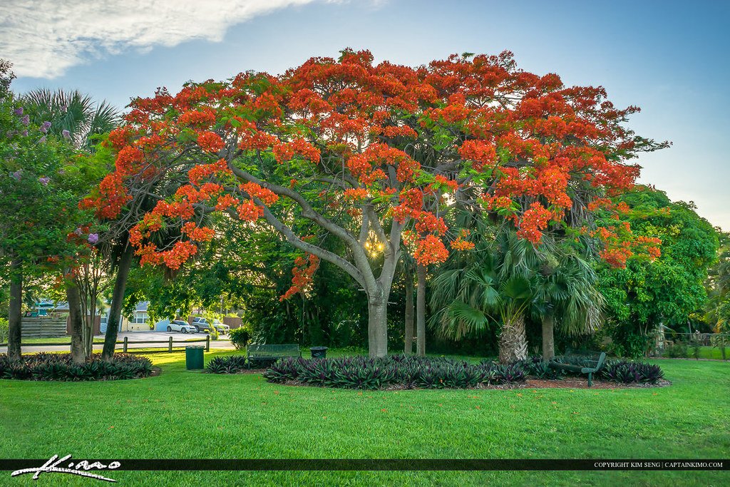 1. The Charm and‌ Appeal‌ of Poinciana, FL: A ‍Haven​ for Homebuyers